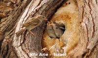 IMG_0809 Kfir Arie Israel